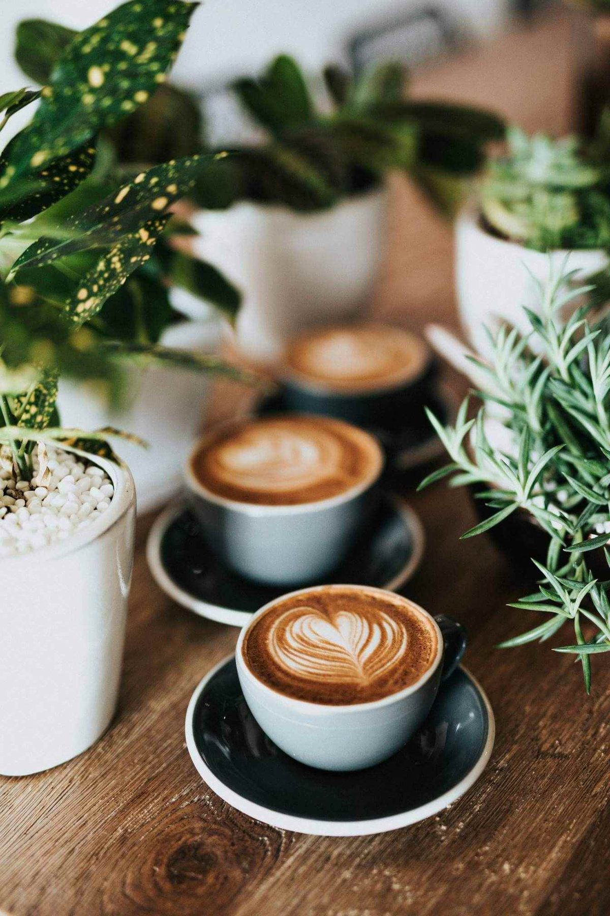 Zwei Cappuccino-Tassen mit Latte Art zwischen grünen Pflanzen
